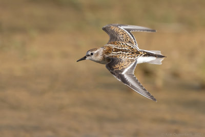 Kleine Strandloper - Little Stint - Calidris minuta