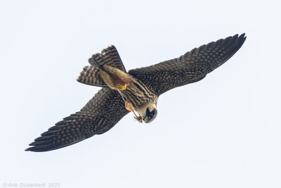Boomvalk - Eurasian Hobby - Falco subbuteo