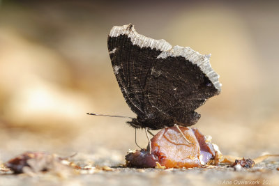 Rouwmantel - Camberwell Beauty - Nymphalis antiopa