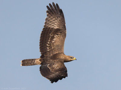 Wespendief - European Honey Buzzard - Pernis apivorus