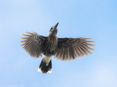 Notenkraker / Spotted Nutcracker
