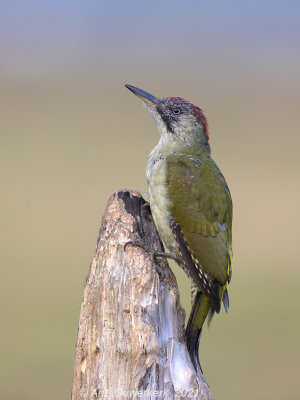 Groene Specht - European Green Woodpecker - Picus viridus