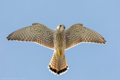 Torenvalk - Common Kestrel - Falco tinnunculus	