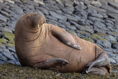 Walrus - Walrus - Odobenus rosmarus