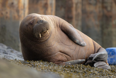 Walrus - Walrus - Odobenus rosmarus