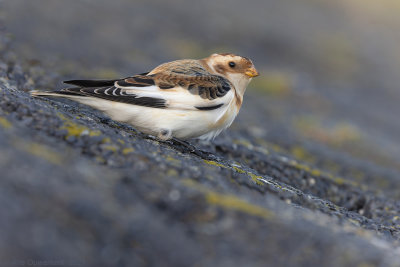 Sneeuwgors - Snow Bunting - Plectrophenax nivalis