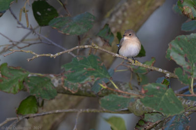 Kleine Vliegenvanger - Red-breasted Flycatcher - Ficedula parva