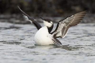 Zeekoet - Common Murre (Guillemot) - Uria aalge