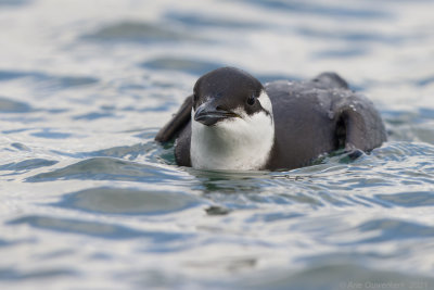 Zeekoet - Common Murre (Guillemot) - Uria aalge