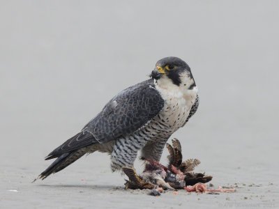 Slechtvalk - Peregrine Falcon - Falco peregrinus	