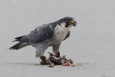 Slechtvalk - Peregrine Falcon - Falco peregrinus	
