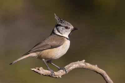 Kuifmees - Crested Tit - Lophophanes cristatus