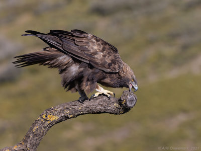 Steenarend - Golden Eagle - Aquila chrysaetos