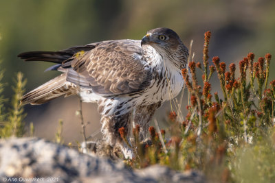 Havikarend - Bonelli's eagle - Aquila fasciata
