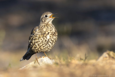 Grote Lijster - Mistle Thrush - Turdus viscivorus 