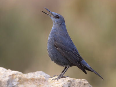 Blauwe Rotslijster - Blue Rock Thrush - Monticola solitarius