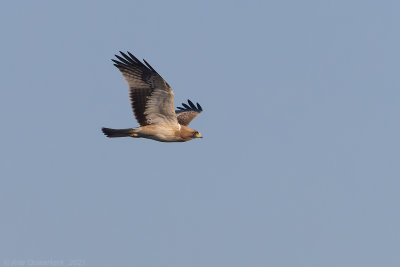 Dwergarend / Booted Eagle 