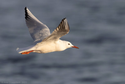 Dunbekmeeuw / Slender-billed Gull