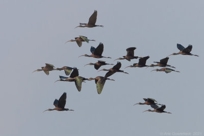 Zwarte Ibis - Glossy Ibis - Plegadis falcinellus