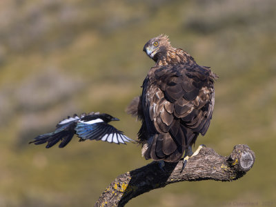 Steenarend - Golden Eagle - Aquila chrysaetos	