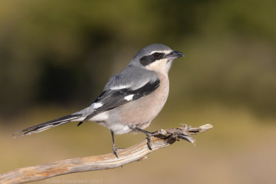 Iberische Klapekster - Iberian Grey Shrike - Lanius meridionalis