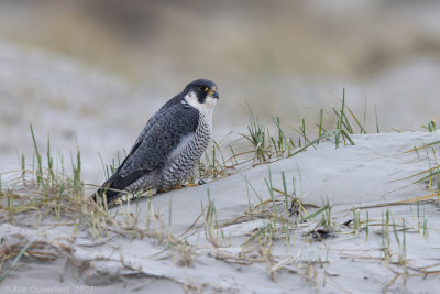 Slechtvalk - Peregrine Falcon - Falco peregrinus