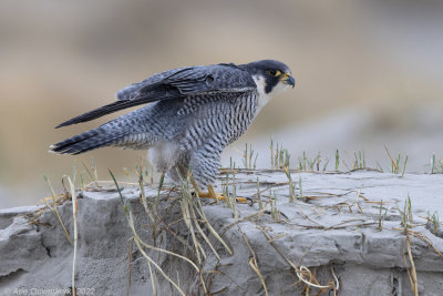 Slechtvalk - Peregrine Falcon - Falco peregrinus