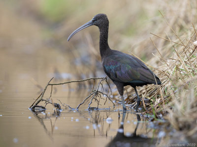 Zwarte Ibis - Glossy Ibis - Plegadis falcinellus