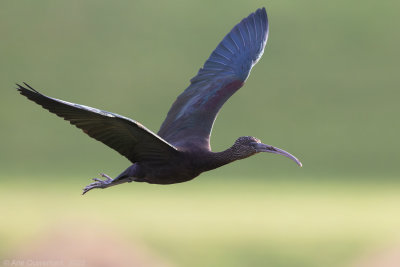 Zwarte Ibis - Glossy Ibis - Plegadis falcinellus