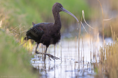 Zwarte Ibis - Glossy Ibis - Plegadis falcinellus