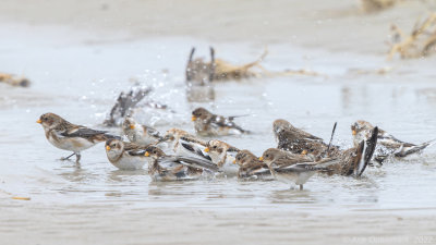 Sneeuwgors - Snow Bunting - Plectrophenax nivalis