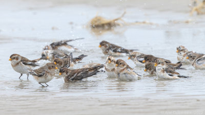 Sneeuwgors - Snow Bunting - Plectrophenax nivalis