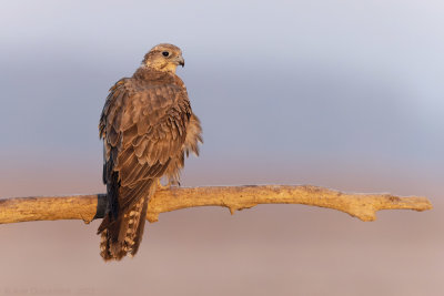 Sakervalk - Saker Falcon - Falco cherrug 