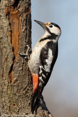 Syrische Bonte Specht - Syrian Woodpecker - Dendrocopos syriacus