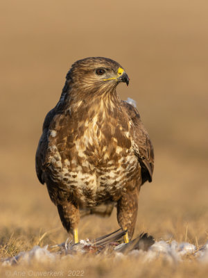 Buizerd - Common Buzzard - Buteo buteo