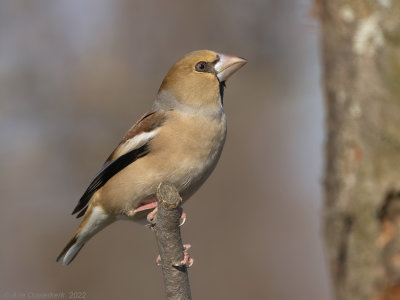 Appelvink - Hawfinch - Coccothraustes coccothraustes	