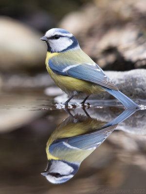 Pimpelmees - Blue Tit - Cyanistes caeruleus	