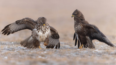 Buizerd - Common Buzzard - Buteo buteo	