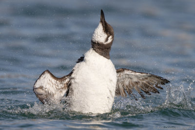 Zeekoet - Common Murre (Guillemot) - Uria aalge