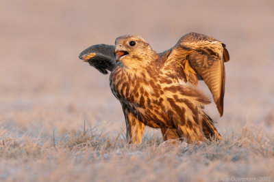 Sakervalk - Saker Falcon - Falco cherrug 