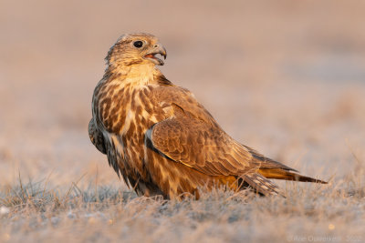 Sakervalk - Saker Falcon - Falco cherrug 