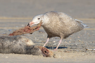 Grote Burgemeester - Glaucous Gull - Larus hyperboreus