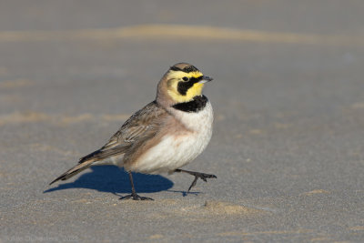 Strandleeuwerik - Shore (Horned) Lark - Eremophila alpestris