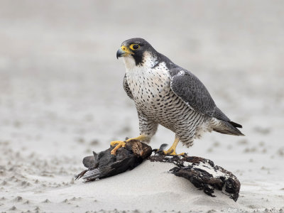 Slechtvalk - Peregrine Falcon - Falco peregrinus