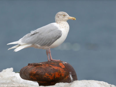 Grote Burgemeester - Glaucous Gull - Larus hyperboreus