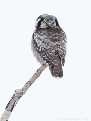 Sperweruil - Northern Hawk Owl - Surnia ulula