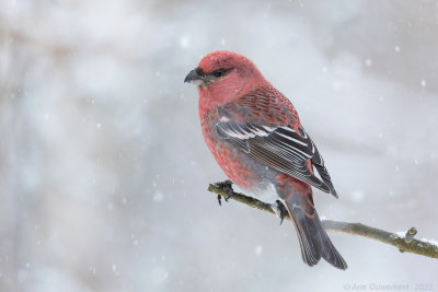 Haakbek - Pine Grosbeak - Pinicola enucleator