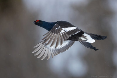 Korhoen - Black Grouse - Tetrao tetrix	