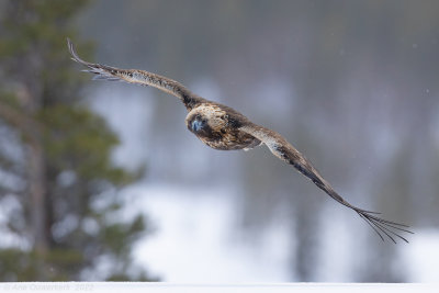 Steenarend - Golden Eagle - Aquila chrysaetos