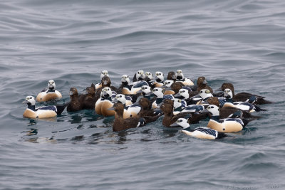 Stellers Eider - Steller's Eider - Polysticta stelleri